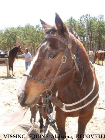 MISSING EQUINE Alabama, RECOVERED Near Glenfield, NY, 13343